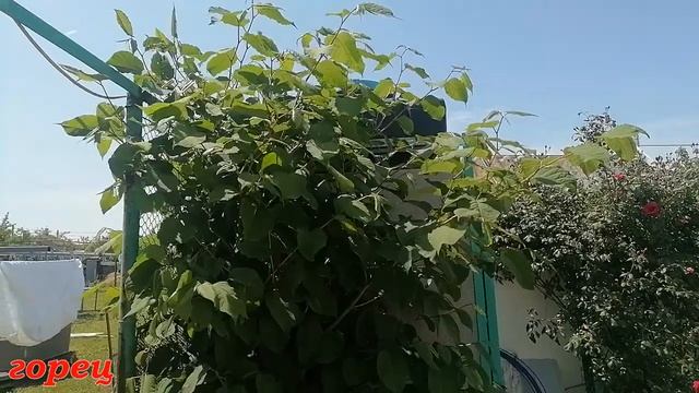 Дом в станице,Обзор участка в конце мая, Что растёт, что цветёт, Как гортензии, Купили бройлеров смотреть онлайн