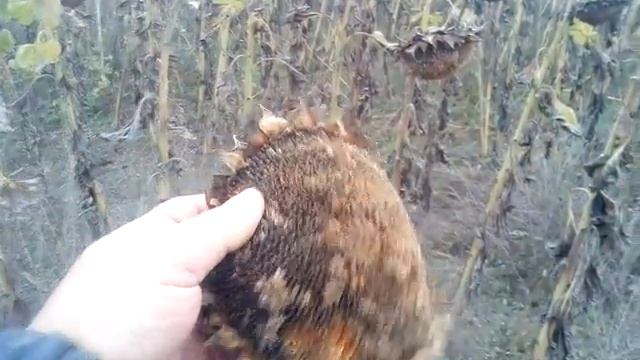 А нужен ли Украине подсолнух? смотреть онлайн