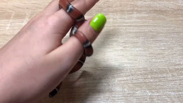 Змея в линьке. Как линяет Синалойская молочная змея. смотреть онлайн