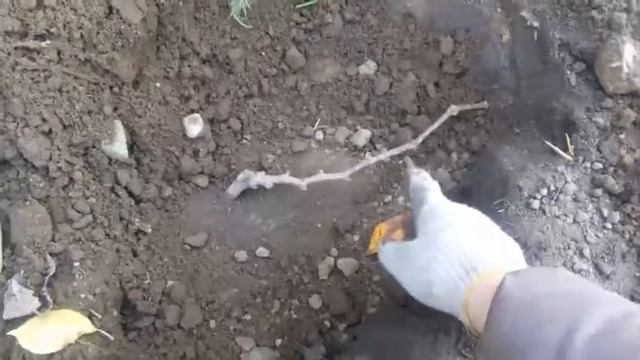 Как посадить ВИНОГРАД? кишмиш осенью КУПЛЕННЫЙ в магазине БЕККЕР. Grape смотреть онлайн