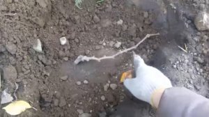 Как посадить ВИНОГРАД? кишмиш осенью КУПЛЕННЫЙ  в магазине БЕККЕР. Grape