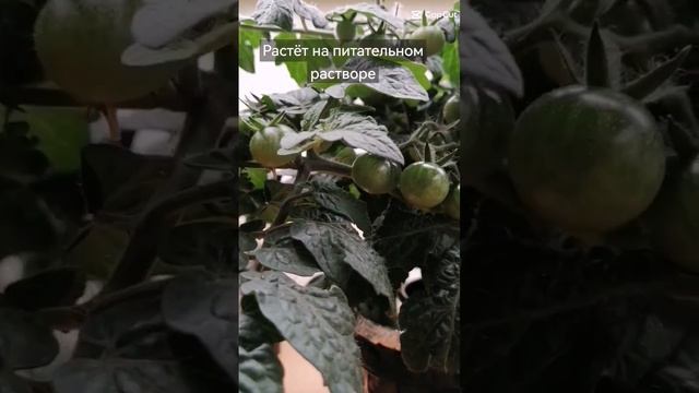 Урожайный комнатный #томат КЛЮКВА В САХАРЕ! Один из лучших для выращивания дома! #помидоры, #овощи