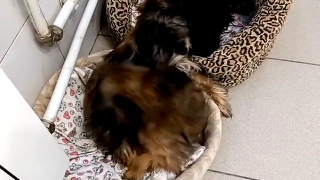 Персик иЮпик смотреть онлайн