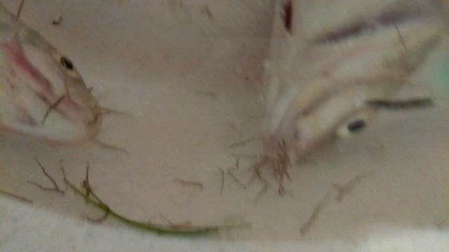 Изо рта рыбы повылезали черви смотреть онлайн