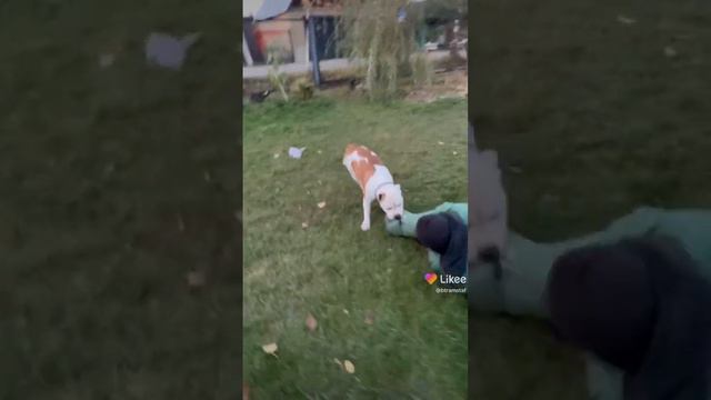 Стаф в деле🤫🙌😉 смотреть онлайн