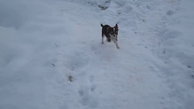 Мини-девочка чихуахуа В ПРОДАЖЕ смотреть онлайн