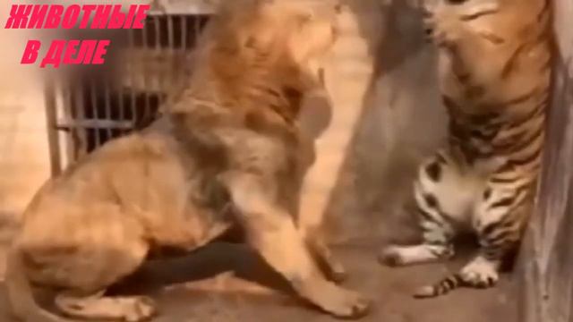 Кто Сильнее Лев или Тигр? Подборка Боев смотреть онлайн