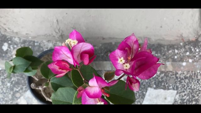 Bougainvillea-Chitra Variegated