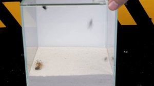 ЗВЕРСКАЯ БИТВА МУХОЛОВКИ И МУХ! [Живое кормление!]