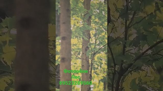 фотообои лес, обои в гостиную, обои для спальни (дом и ремонт) смотреть онлайн