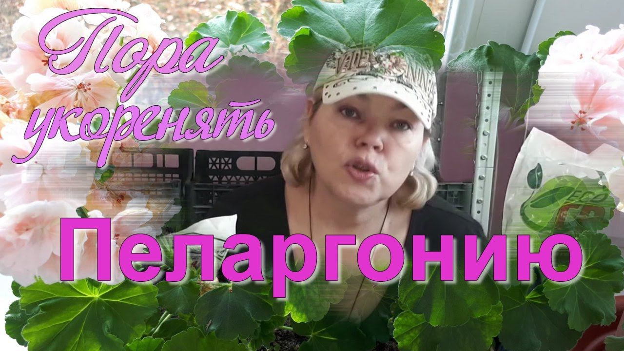 Пеларгония - Вегетативное Размножение Пеларгонии Черенкование Герани смотреть онлайн