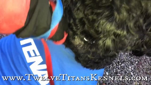 Day 2: Cane Corso Kennel dog-sitting ? HUGE ? Black Russian Terriers смотреть онлайн