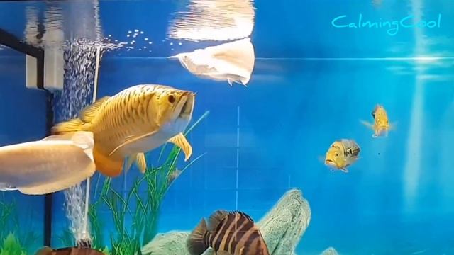 Multiple Most Beautiful Golden Arowana fish | Super Golden Arowana смотреть онлайн