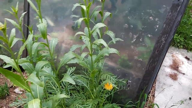 Под мульчей заводятся муравьи? Давайте разберёмся. смотреть онлайн