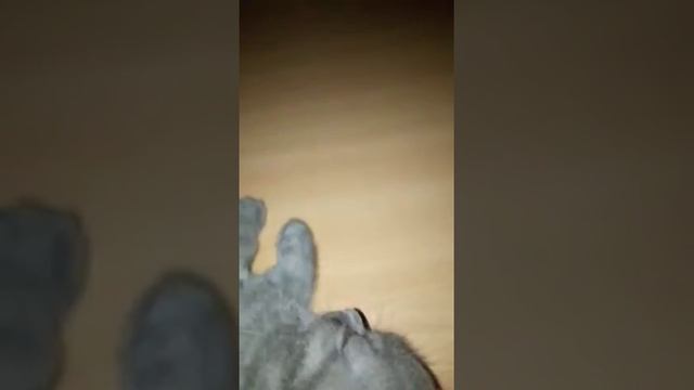 Котенок спит смотреть онлайн