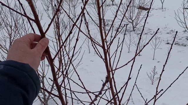 Будет ли урожай персика в 2021 году? смотреть онлайн