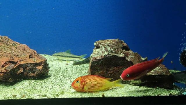Tropheus Moorii Red Bishop spawning. Трофеусы Ред Бишоп мечут икру. смотреть онлайн