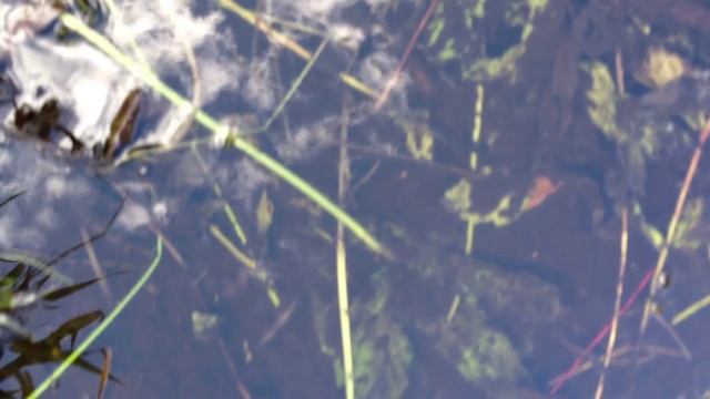 Ряска смотреть онлайн