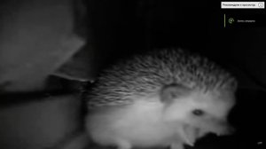 Ежик чихнул и взорвал дом