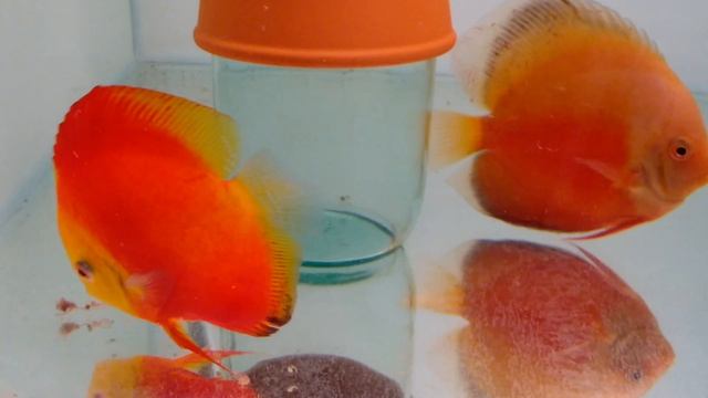 Дискусы носят малька смотреть онлайн