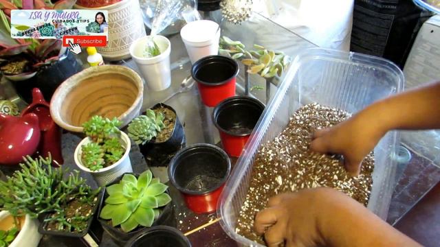 Como uso mi sustrato grow смотреть онлайн