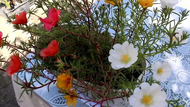 Салаты с Кардамоном