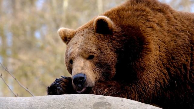 Wildlife Sleep Sounds Soothing Music - Soothing Music for Sleep, Meditation and Stress Relief смотреть онлайн