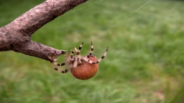 How To GET RID OF SPIDERS | Home Remedies Naturally