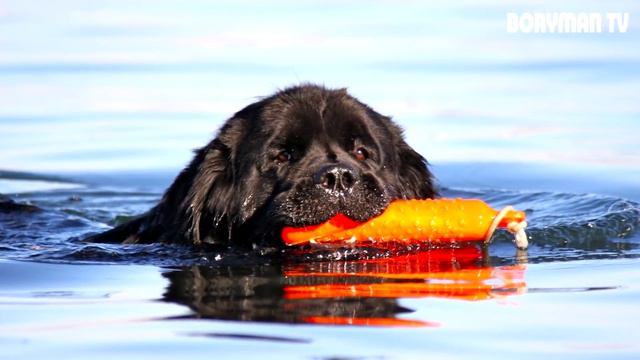 ЖИВОТНЫЕ КОТОРЫЕ СПАСЛИ ЖИЗНЬ ЛЮДЯМ (СОБАКА СПАСЛА РЕБЕНКА) смотреть онлайн