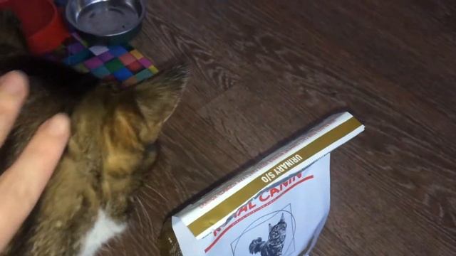 Royal Canin Urinary корм для кошек купили.Дозировка, коты едят.Лечение кота,мочекаменная болезнь смотреть онлайн