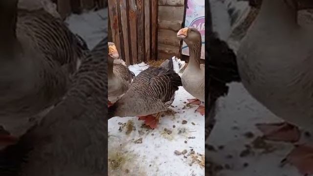 Тульские бойцовые гуси смотреть онлайн