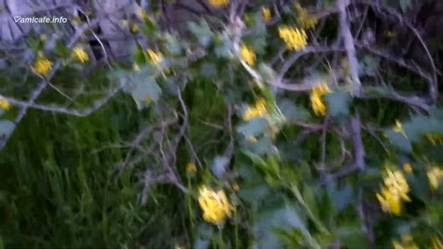 Bumblebee Buzzing and Currant _ Sound Effect смотреть онлайн
