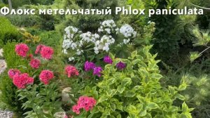 ЧТО САЖАЮ ПОД ДЕРЕВЬЯМИ? Цветы в саду. Лиатрис и другие МНОГОЛЕТНИКИ