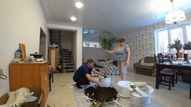 Пересадка пальмы.Ремонт наше любимое дело.Шторка в ванну. смотреть онлайн