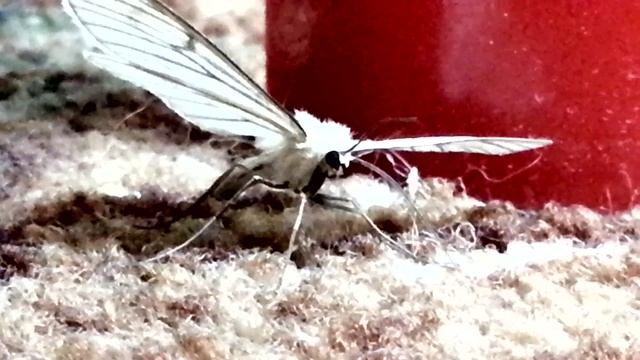 Пяденица на даче-2 смотреть онлайн