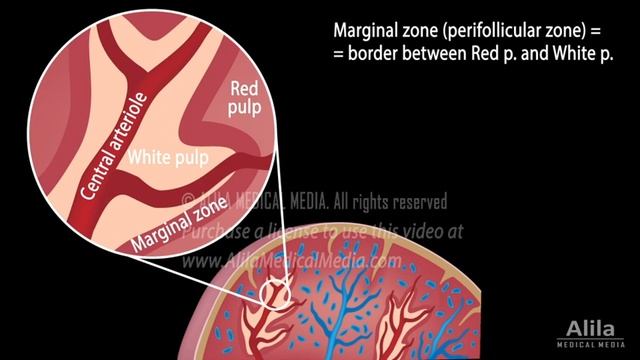 Anatomy & Physiology of the Spleen, Animation смотреть онлайн