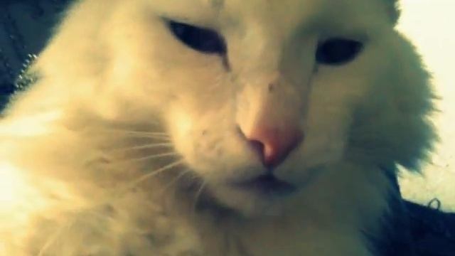 Лео нравится, как ему чешут лапку) смотреть онлайн