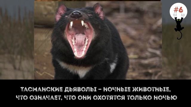 Топ-10 Милых Животных, Которые Могут Вас Убить смотреть онлайн