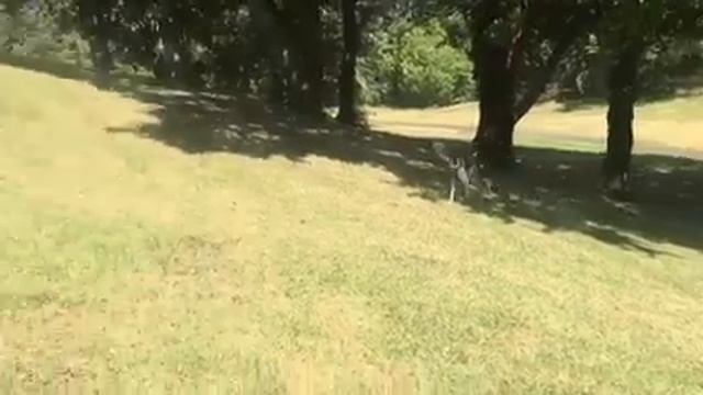 Greyhound frisby retrieve смотреть онлайн