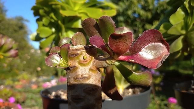 Эониум 'Ледяной воин' / Aeonium 'Ice Warrior' смотреть онлайн