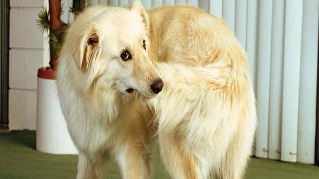 Почему собака бегает за своим хвостом и кусает его смотреть онлайн