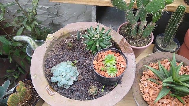 Como faço a rega das minhas suculentas e cactos смотреть онлайн