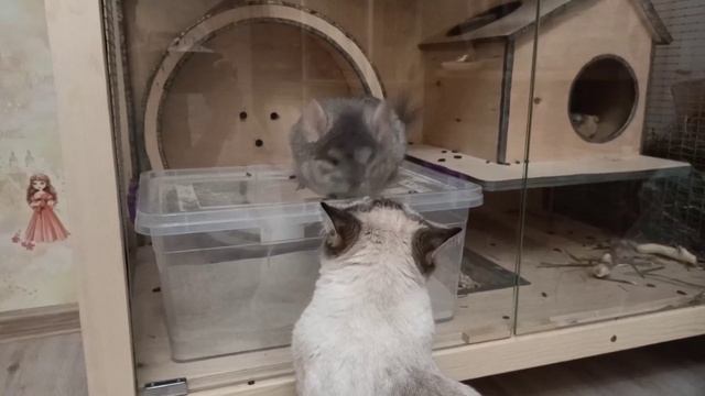 #шиншиллы #кошки Наши кошки мышки) смотреть онлайн