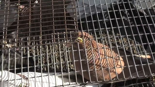 Голубиный рынок в Астрахани!