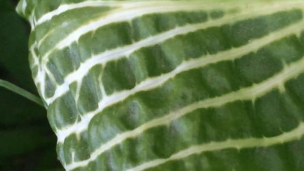Хоста 'Second Coming' #hosta #хоста #хостасекондкаминг #хоставтороепришествие