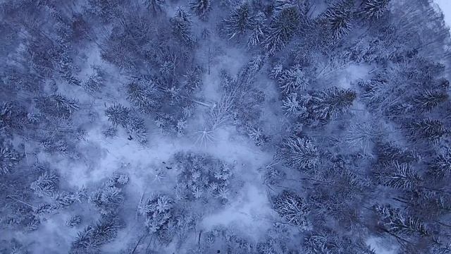 Кабаны с высоты 100 метров смотреть онлайн