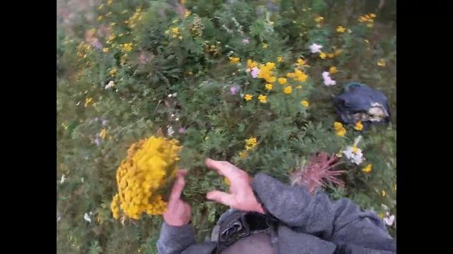 СБОР ПИЖМЫ В ПОЛЯХ. смотреть онлайн
