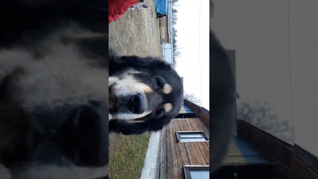 Тибетский мастиф и хаски. Отработка команд. 2 смотреть онлайн