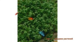 Кресс-салат обыкновенный Забава (zabava) ? Забава обзор: как сажать, семена кресс-салата Забава