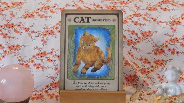 Daily Animal Spirit Oracle Card Reading смотреть онлайн